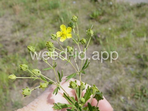cinquefoil, silvery